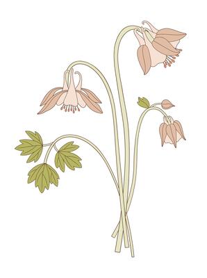 Bright wildflower bouquet. Aquilegia or columbine flowers and buds. Blooming wild plant with leaf. Botanical hand drawn elements for design projects, illustration