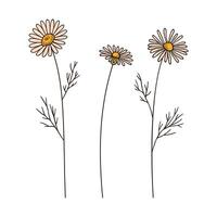 Set of colorful chamomile wildflowers with black contour on white background. Hand drawn flowers, and leaves. Wild plants and botanical elements for design projects, illustrations vector