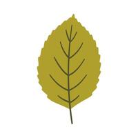 Tree leaf in green colors. One element isolated on white. Spring or summer background, illustration vector