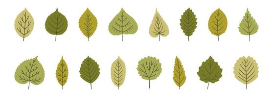 Set of various cute spring leaves in green colors. Summer background, foliage of linden, birch, poplar, aspen, elm, and others, isolated on white. Leaf icons, illustration vector