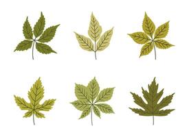Set of various spring leaves in green colors. Summer background, foliage of maple, chestnut, five leaved ivy, isolated on white. Leaf icons, illustrations vector