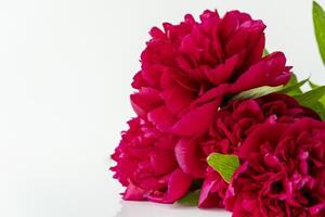 Romantic Red Peonies Isolated on White Floral Arrangement with space for copy photo