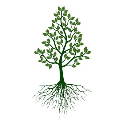Green Tree with Leaves and Roots. outline Illustration. Plant in Garden.