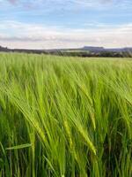 Young green ears of wheat grow in a wheat field. photo