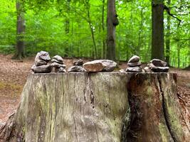 The stone pyramids are built on a large tree stump in a mountain forest. photo