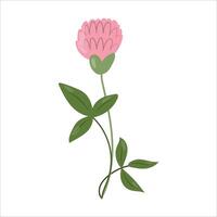 Pink clover with a stem and leaves on a white background. vector