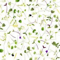 Seamless pattern of microgreens growing on white background vector