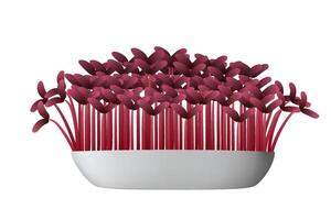 Red amaranth microgreens growing in a white bowl vector