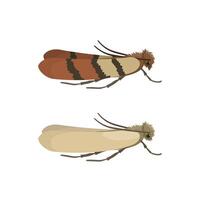 Indian Meal Moth and Webbing Clothes Moth Showing Different Wing Colors vector