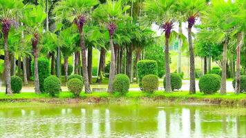 Tranquil Park Scene with Lush Palm Trees and Calm Water Reflection video