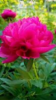 captivating beauty of a vibrant pink peony in slow motion. Floral background for visual element in wellness videos or as a captivating background for floral themed projects