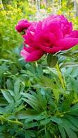 Red peony in slow motion. Floral background vertical for visual element as a captivating background for floral-themed projects video