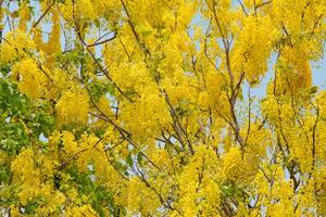 The Cassia trees are in full bloom and beautiful on sunny days. photo