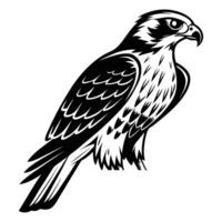 White-isolated illustration of an eagle, a wild bird of prey, with outstretched wings and a sharp beak vector