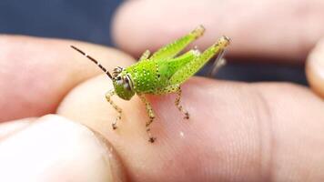 Macro shot of a tiny green grasshopper nymph on a finger video