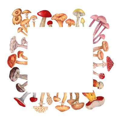 Square frame of edible and poisonous mushrooms. Watercolor and marker illustration. Botanical forest plants. Hand drawn isolated background. Fantastic autumn nature. For packaging, menu design