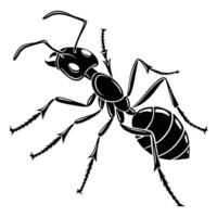 A tiny black ant, a common insect pest, is isolated on a clean white background, showcasing its delicate antenna, legs, and jaw in a detailed macro close-up vector