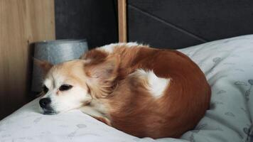 Tiny chihuahua curled up in a ball sleeping on a soft bed, cozy and peaceful, close-up shot, warm lighting, adorable pet relaxation, cute dog nap video