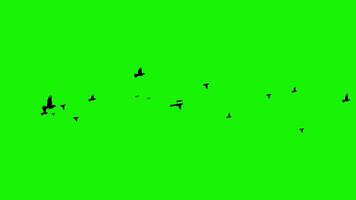 rebanho do Preto pássaros vôo através verde tela - silhueta animação para vfx e croma chave composição video