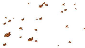 Graceful flight of animated orange monarch butterflies fluttering and soaring across a clean white background, creating a beautiful and ethereal visual effect. video