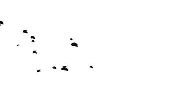 Abstract animation of dark red and black butterflies flying and scattering across a pure white background, perfect for visual effects, overlays, or creative projects. video