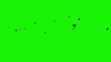 rebanho do Preto pássaros vôo através verde tela - ideal estoque cenas para croma chave composição e visual efeitos video