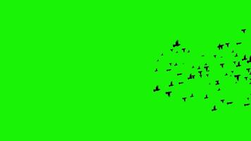 ampla dinâmico rebanho do Preto pássaros vôo através uma brilhante verde tela fundo - ideal para croma chave composição e visual efeitos sobreposições. video