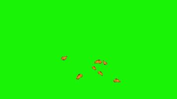 Swarm of Orange Butterflies Flying and Fluttering on Green Screen for Chroma Key Effects and Overlays video
