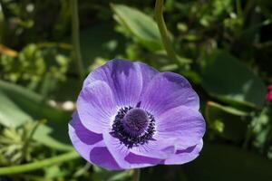 Single stem blue anenome flowering in Dartmouth UK photo