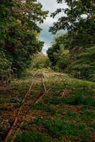Forgotten Railway Line Hidden in Forest photo