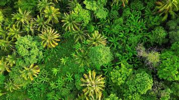 Top view of dense tropical rainforest with towering palm trees, big trees, and lush greenery in Thailand on a sunny day. video