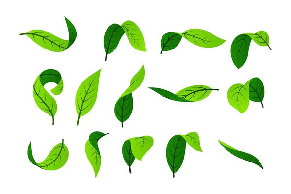 Green leaf . Leaves of trees and plants. Nature elements.