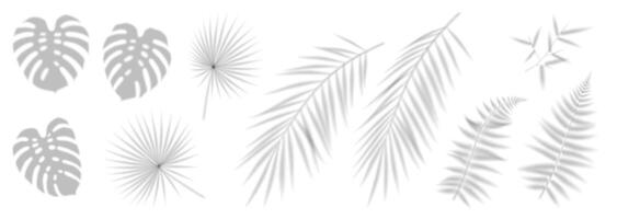 Collection of leaf shadows on a white background. Monochromatic minimalist design with tropical and fern silhouettes. Ideal for modern decor and graphic projects. vector
