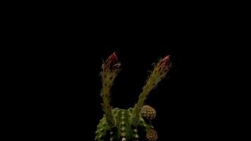A cactus plant with two stems and a dark background video
