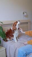 A Cavalier King Charles Spaniel dog is combed with a comb video