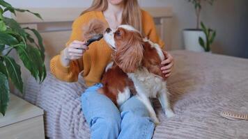 The owner shows her dog the fur on the comb, the result of combing the dog during shedding at home video