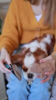 animal hair on a comb, the result of combing a dog during shedding at home video