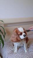 The dog is combed with a comb at home on the bed video