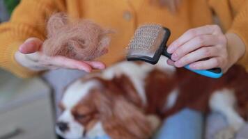 Close-up of fur on a comb, the result of brushing a dog during shedding at home video
