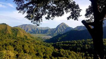 A view of the mountains from a tree photo