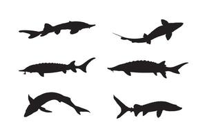 Atlantic Sturgeon Silhouette Set Fish Illustrations in Various Poses for Marine and Wildlife vector
