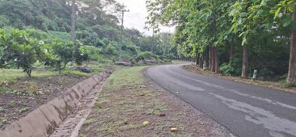 A path in the forest with trees and bushes on both sides photo