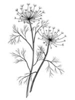 illustration of a Dill branch in linear style. Botanical outline drawing of Fennel for kitchen designs and culinary branding. Etching of Anise painted by black inks for cooking book recipes. vector