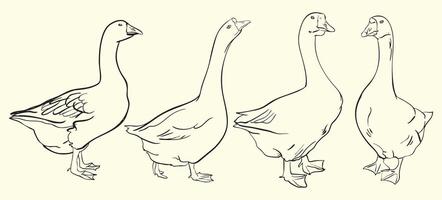 Goose Line Art Illustration Set vector