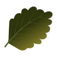 Strawberry leaf close-up. Part of the plant. vector