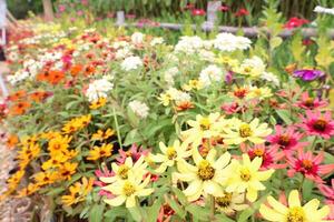 Beautiful multi-colored yellow marigolds blooming in a Thai garden. photo