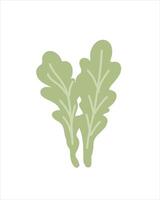 Arugula leaves as an element of salads and Mediterranean cuisine vector
