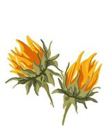 Blooming sunflower buds on a white background vector