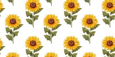 Seamless pattern with sunflower on a white background vector