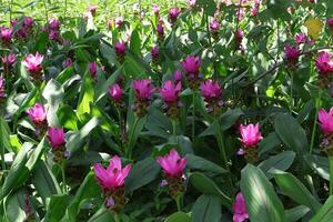 Pink trumpet flowers bloom in a garden in Bangkok, travel. photo